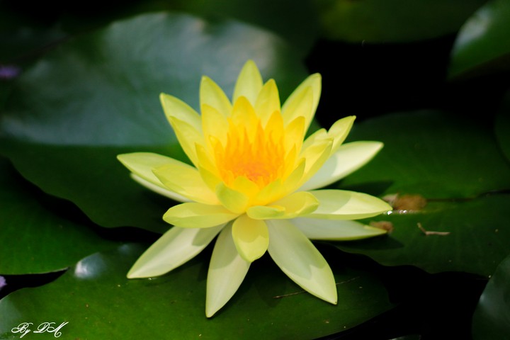 Khoe sắc