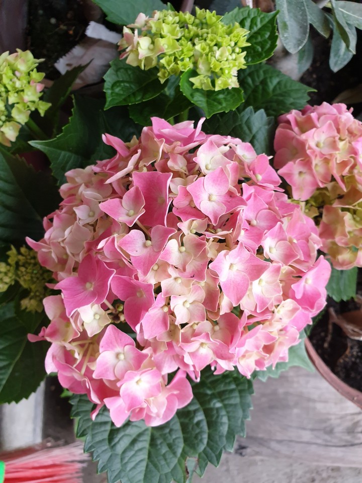 繡球花