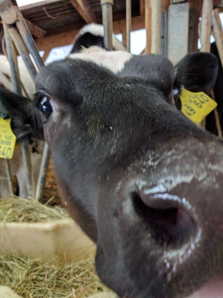 cow
