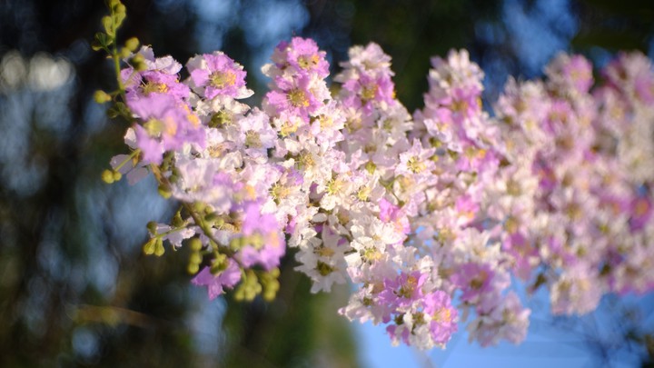 floribunda