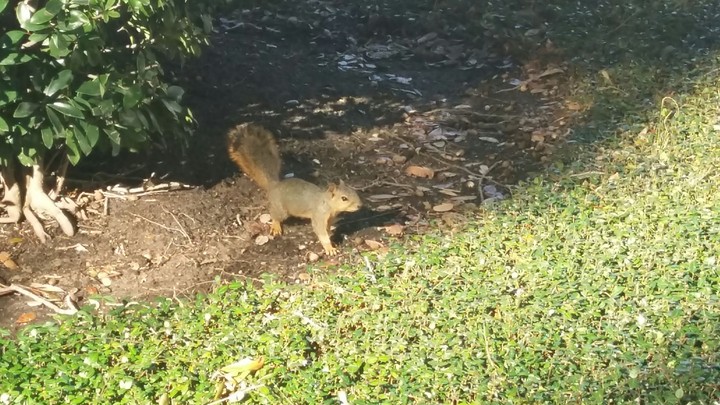 squirrel
