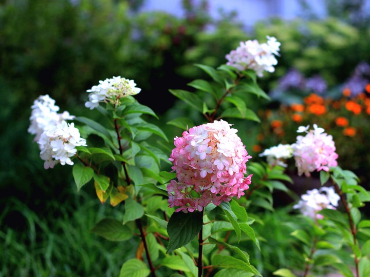 Hydrangea