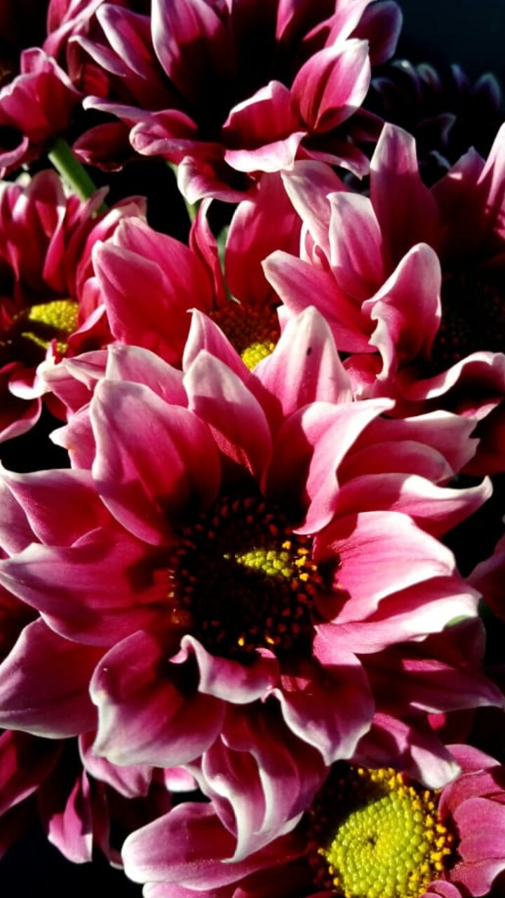 flowers