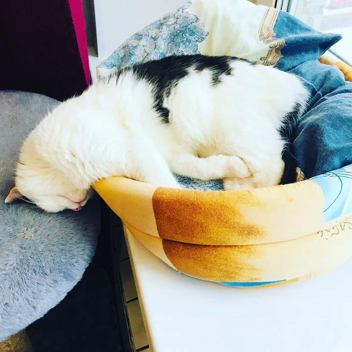 cat