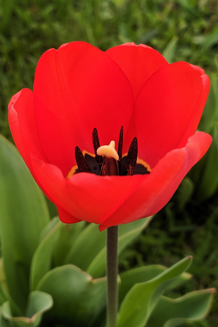 spring flower
