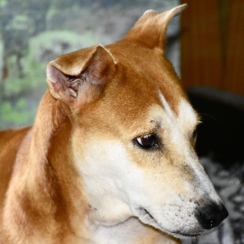 dog
