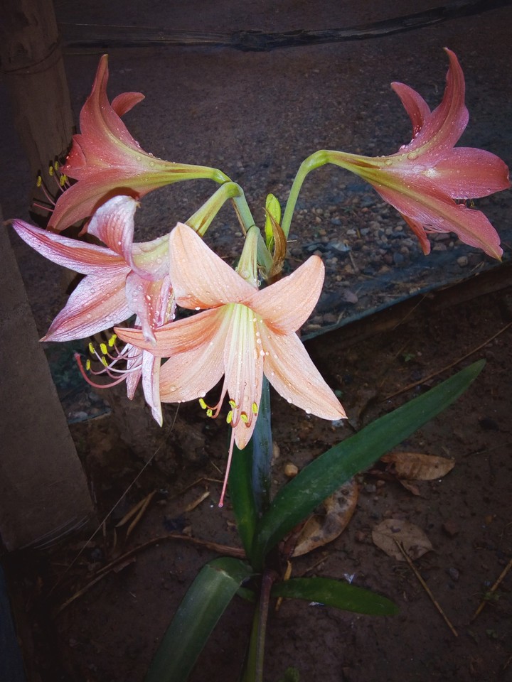 After rain....