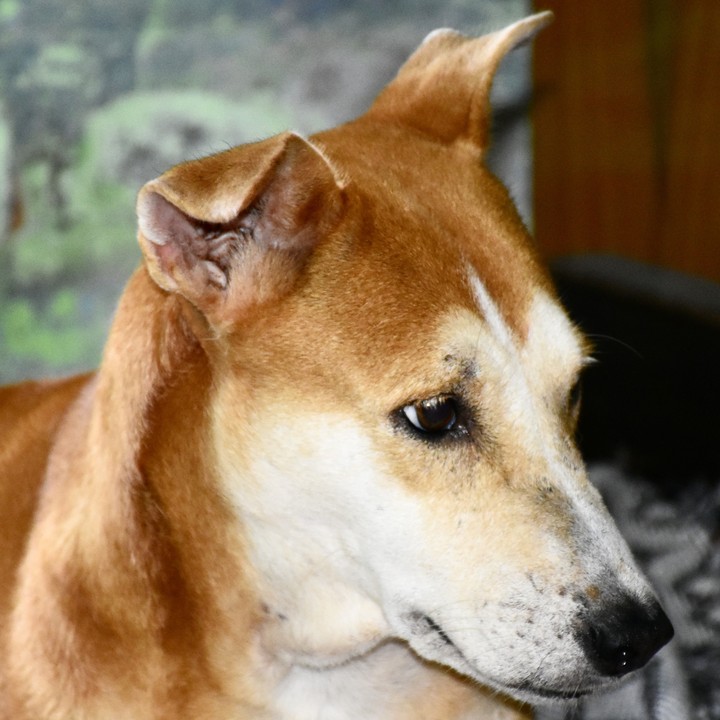 dog