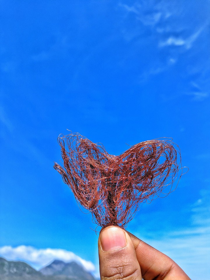 Tangled in love