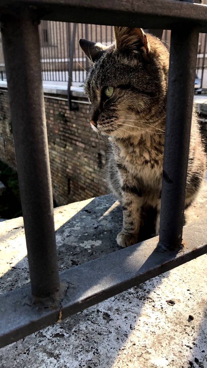 stray cat somewhere in Rome