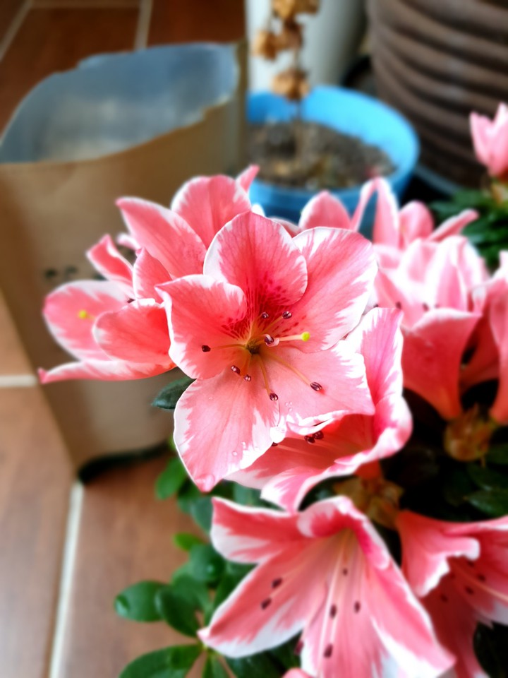 Flower