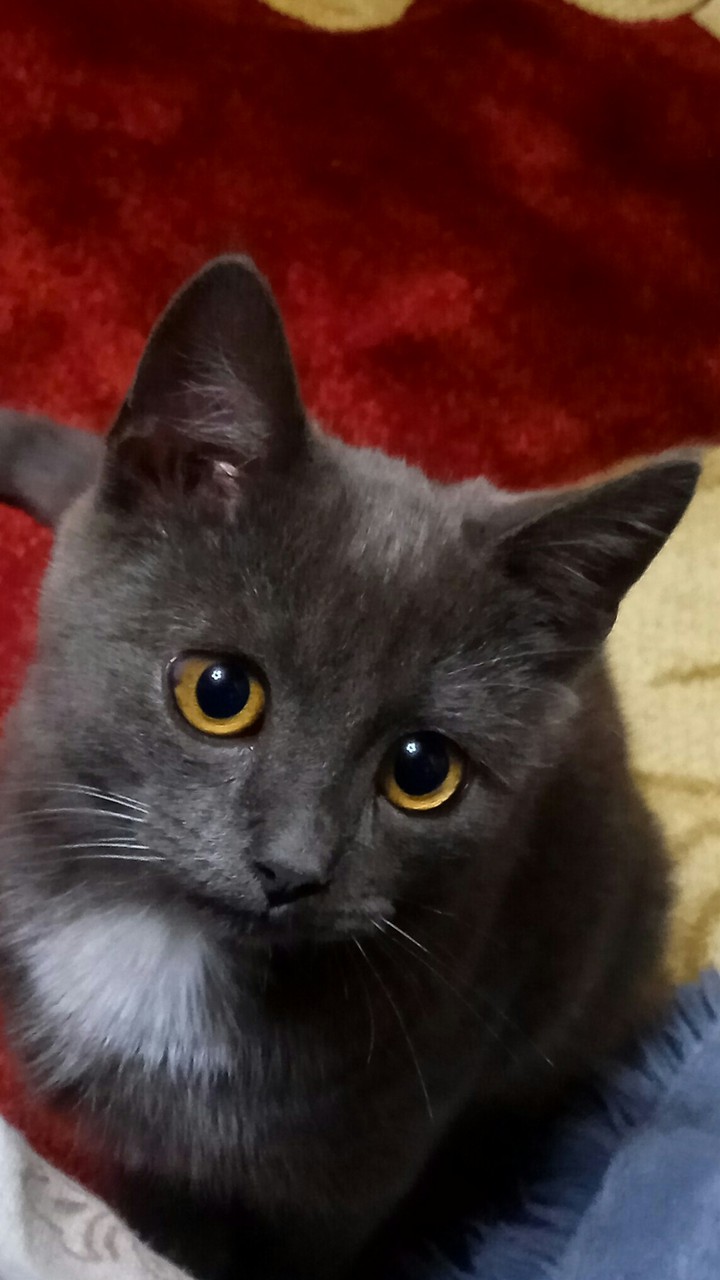кот Басик