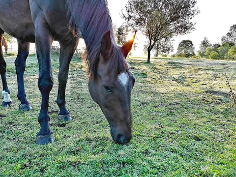 horse