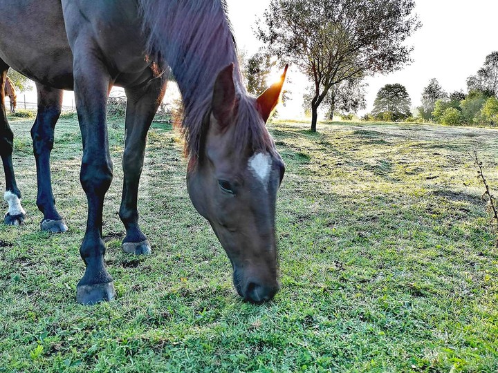horse
