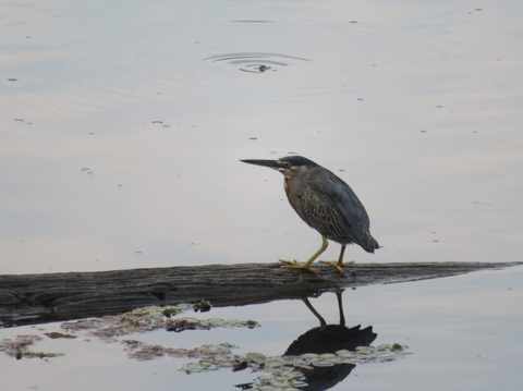 Río Amazonas Colombia