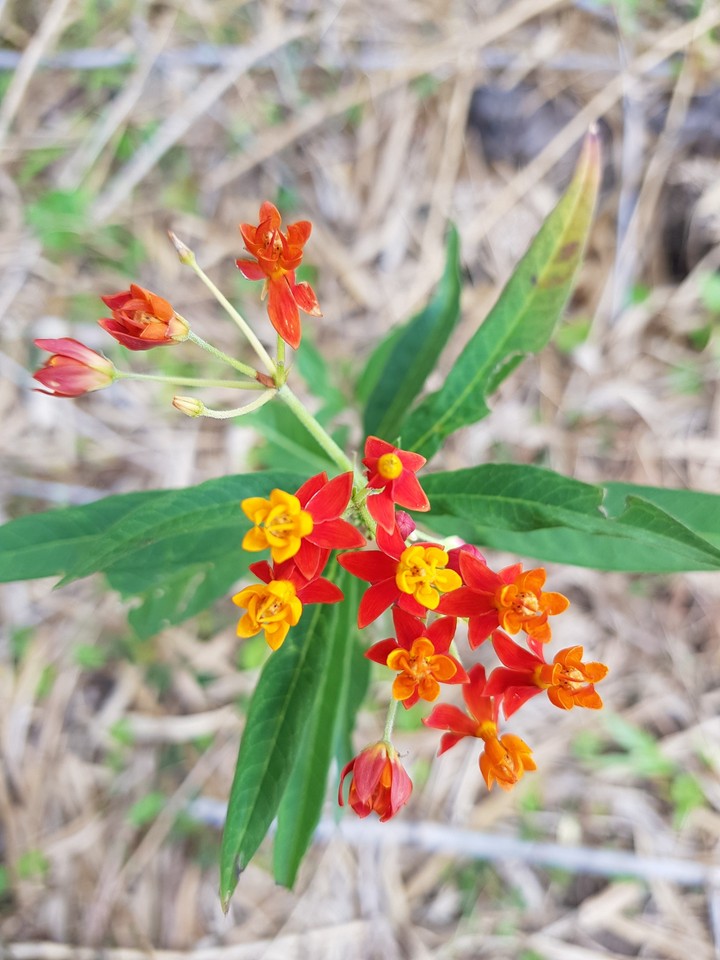 Sundari Flower