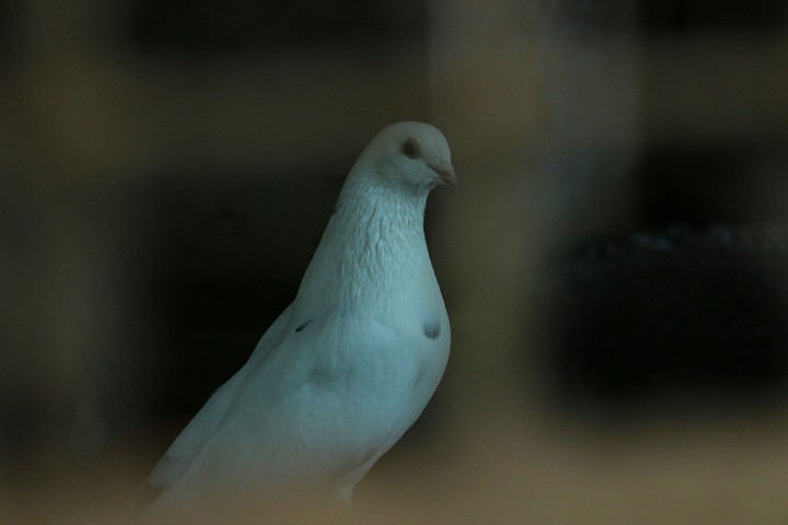 dove