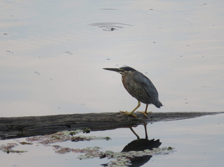 Río Amazonas Colombia