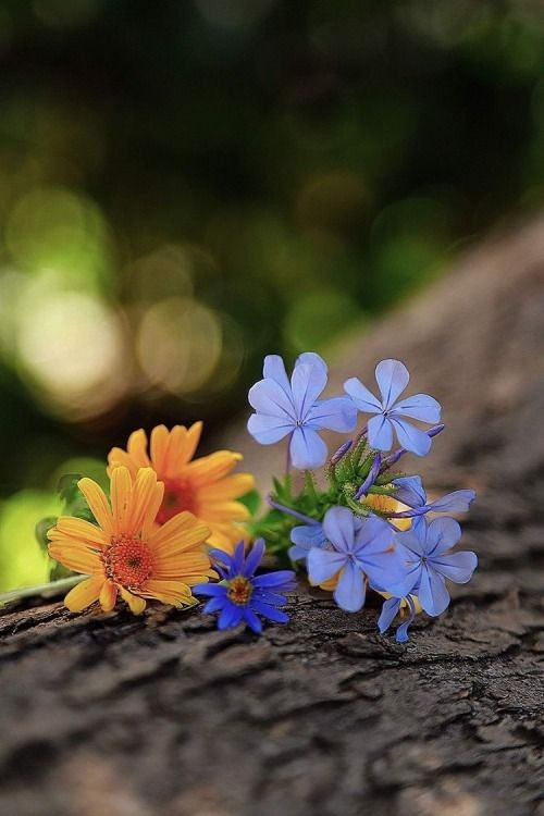 flowers