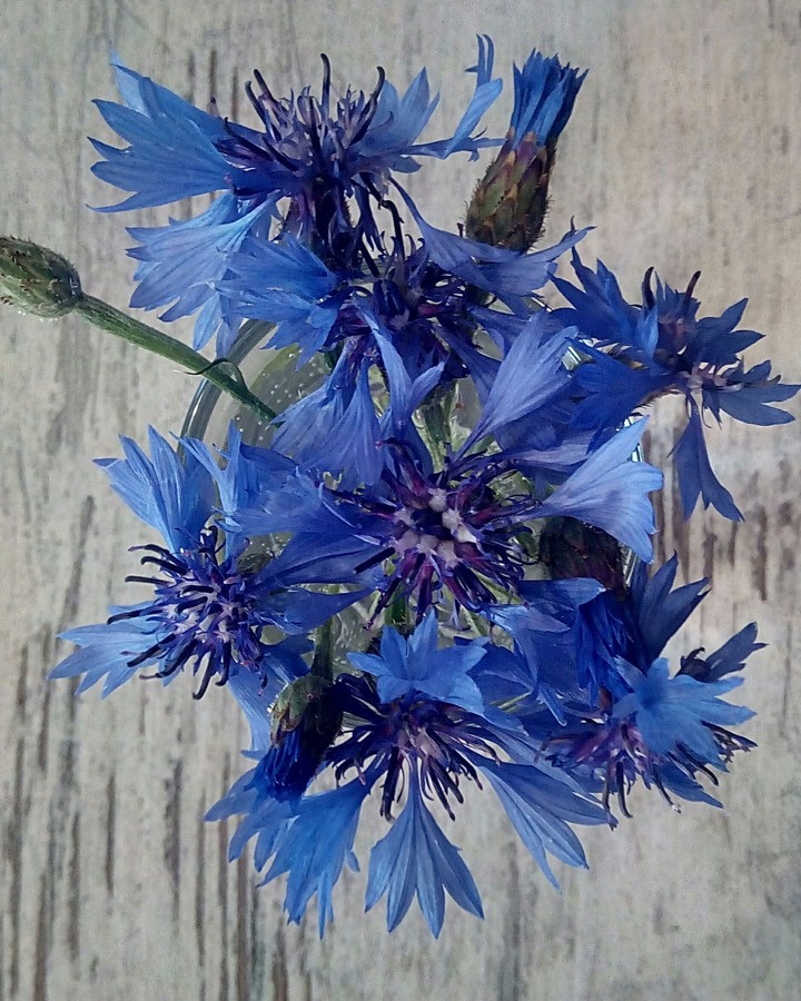 blue flowers...