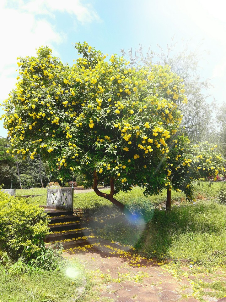 tree
