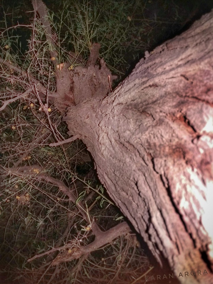 night lover tree