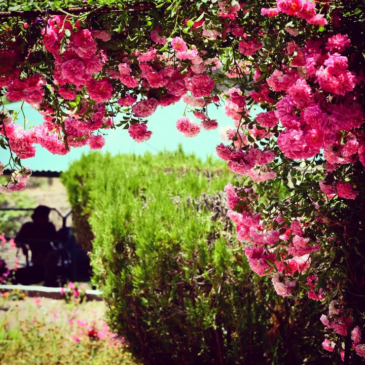 flower
