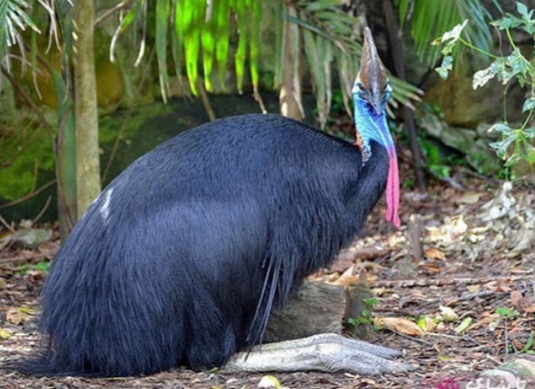 bird