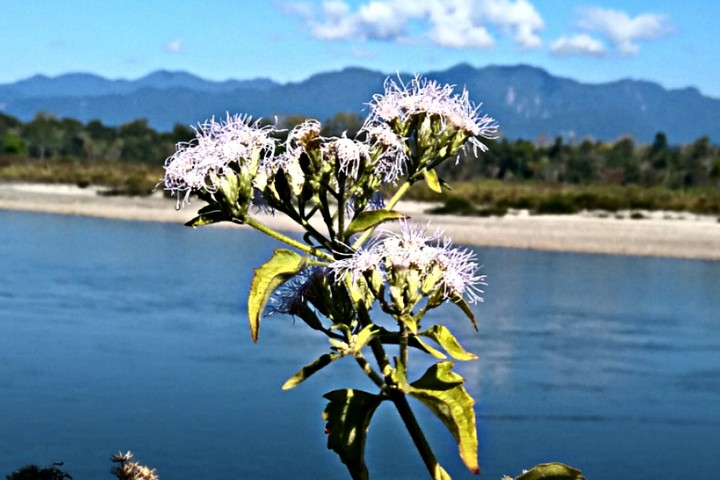 FLOWER