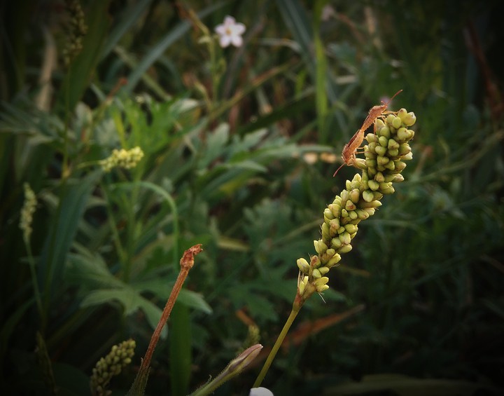 insects sit on the plant