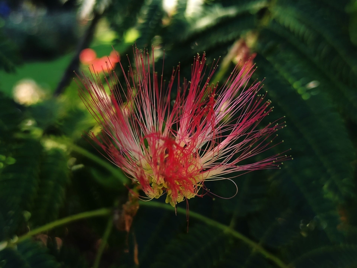 Botanical Garden