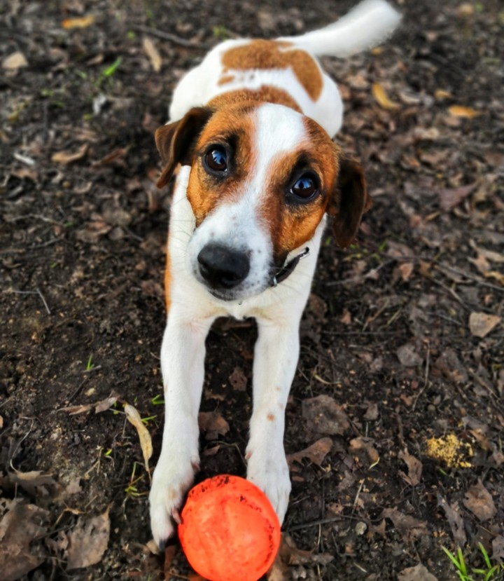 dog