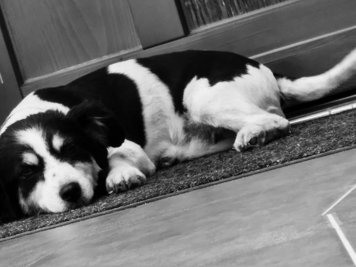 Puppy