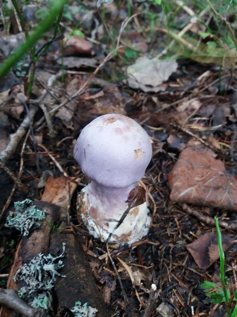 тапети mushroom, fungus