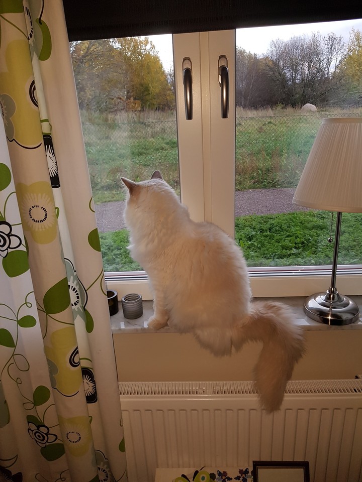 My Simba