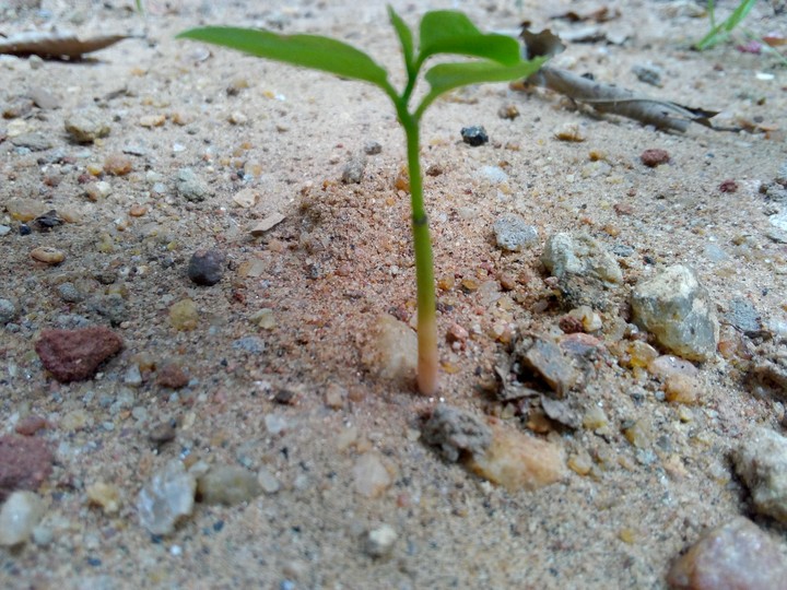 plant