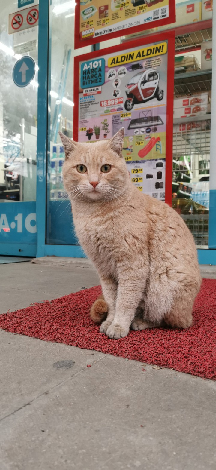 sevimli kedi