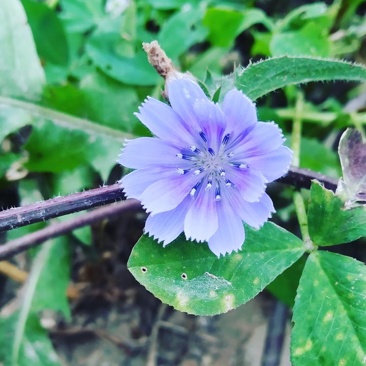 purpul flower