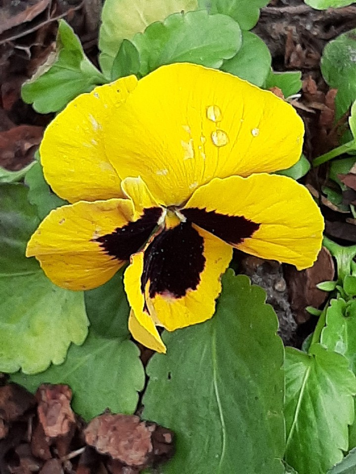 merveille du monde