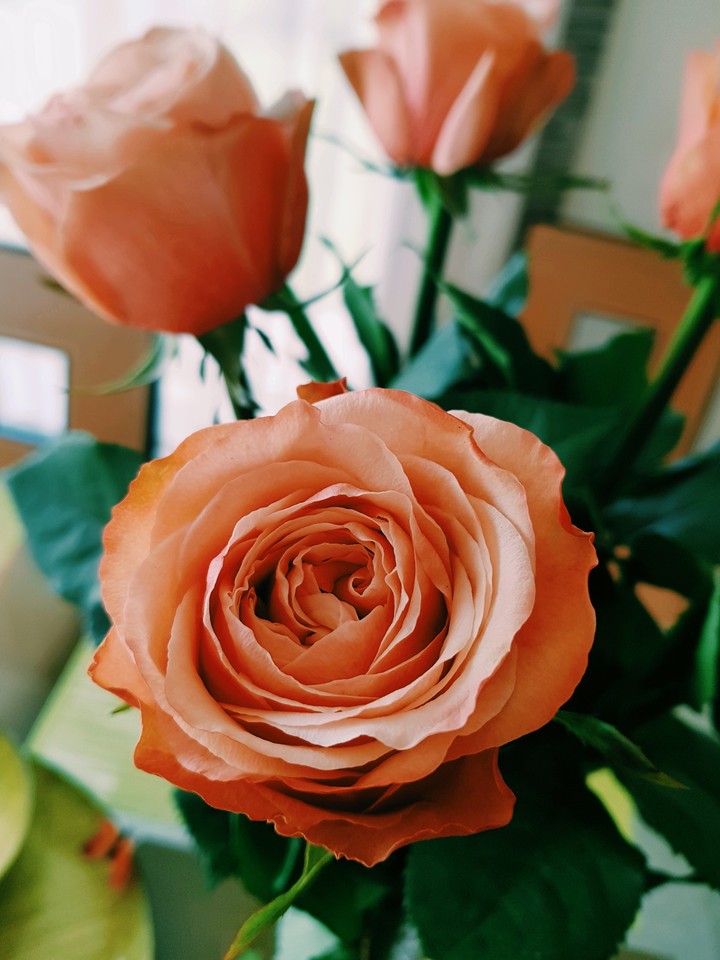 roses