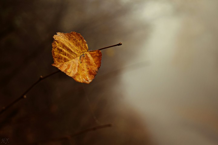 Leaf