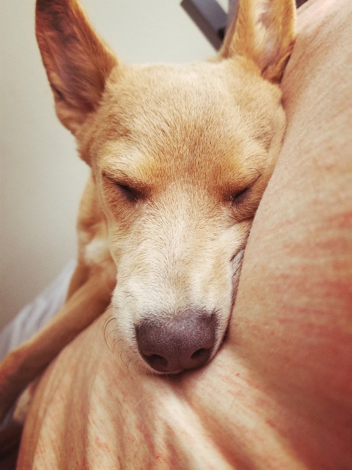 my puppy