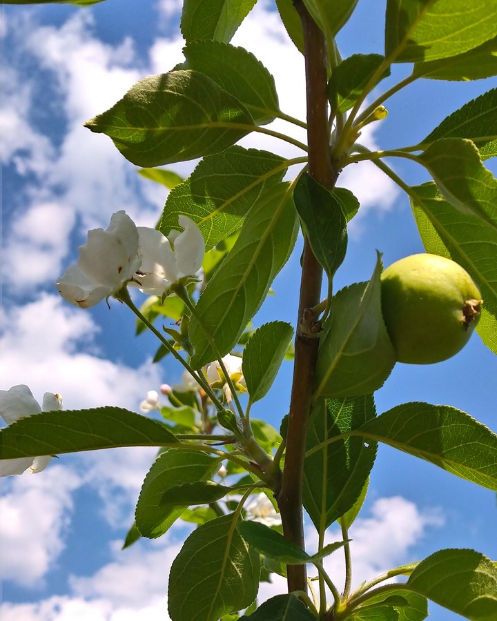 Apples