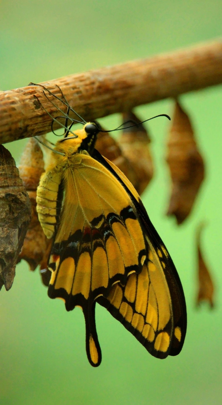 Butterfly ?