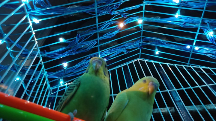 #lovebirds #lights
