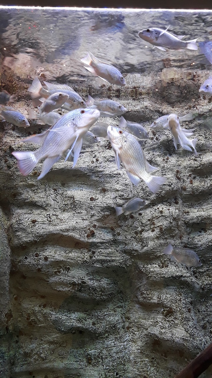 Acquarius