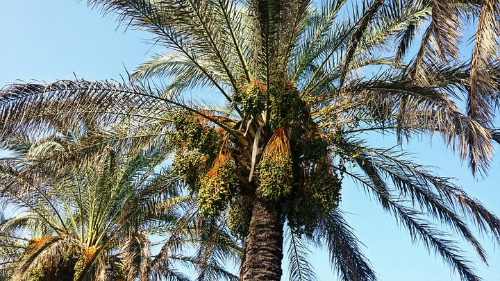 Date-palm