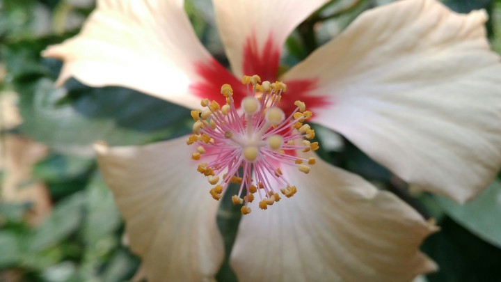 Beautiful Flower