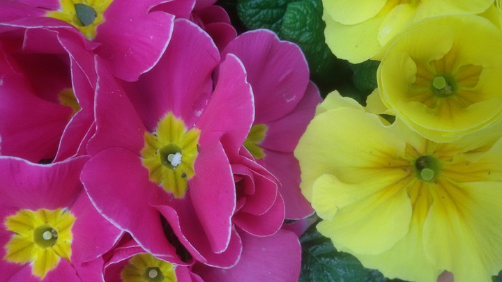 frühlingserwachen