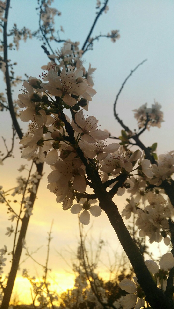 spring